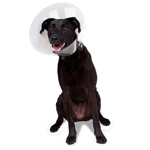 Betsy Clear Collar - Image 7